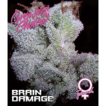 Brain Damage (Growers Choice Seeds)