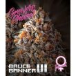 Bruce Banner III   (Growers Choice Seeds)