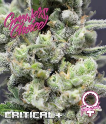 Critical +   (Growers Choice Seeds)