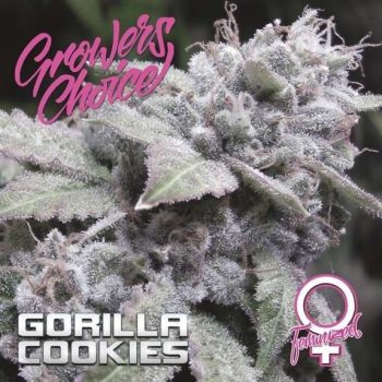 Gorilla Cookies (Growers Choice Seeds)