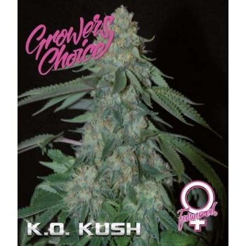 K.O Kush (Growers Choice Seeds)