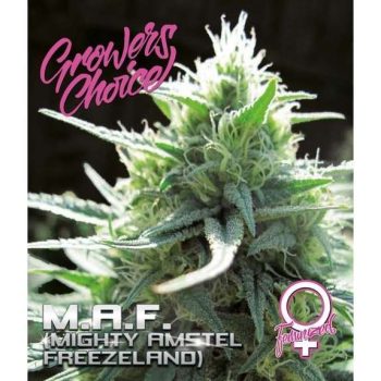 M.A.F (Growers Choice Seeds)