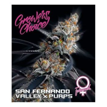 San Fernando Valley x Purps (Growers Choice Seeds)