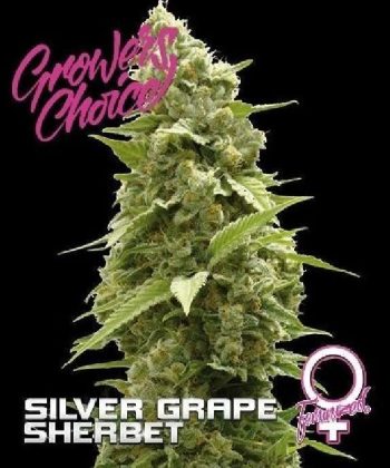 Silver Grape Sherbet  (Growers Choice Seeds)