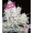 Wedding Cake x Frosty Gelato  (Growers Choice Seeds)