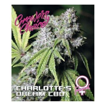 Charlottes Dream CBD (Growers Choice Seeds)