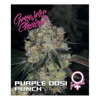 Purple Dosipunch (Growers Choice Seeds)