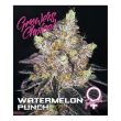 Watermelon Punch (Growers Choice Seeds)