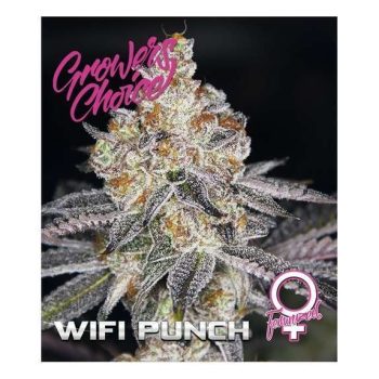 Wifi Punch (Growers Choice Seeds)