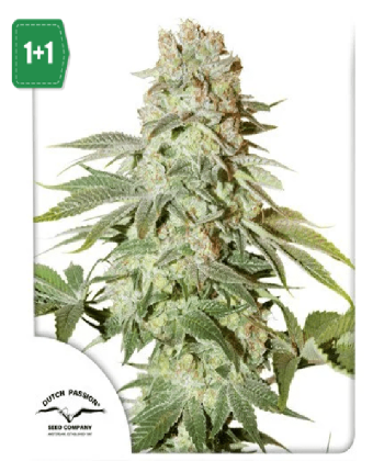 Auto Power Plant (Dutch Passion Seeds)