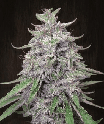 Bangi Haze (Ace Seeds)