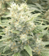 Malawi x Panama regular (Ace Seeds)