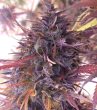 Thai Chi (Ace Seeds)