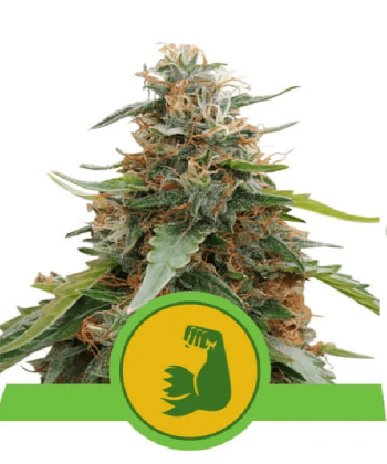 Hulkberry Auto (Royal Queen Seeds)