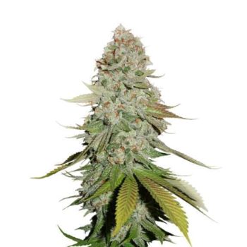 Gorilla Glue (SeedStockers Seeds)