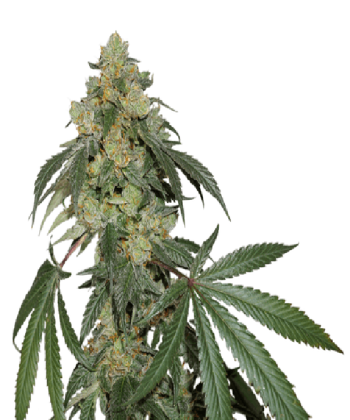 Cookies Fast Feminisd (SeedStockers Seeds)