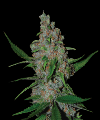 Gelato 41 Fast Feminised (SeedStockers Seeds)