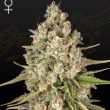 Lost Pearl Feminised (Green House Seeds)
