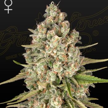 Lost Pearl Feminised (Green House Seeds)