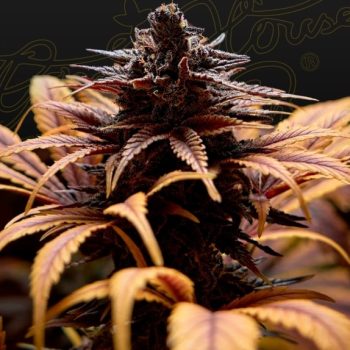Deep Candy CBD Feminised (Green House Seeds)