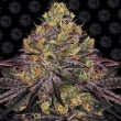 Watermelon Zkittlez Feminised  (Barneys Farm Seeds)