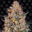 Bubba Kush Feminised (Barneys Farm Seeds)