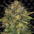 Cheese Feminised (Barneys Farm Seeds)