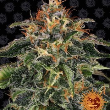 Moby Dick Feminised (Barneys Farm Seeds)