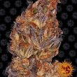 Runtz Auto Feminised (Barneys Farm Seeds)