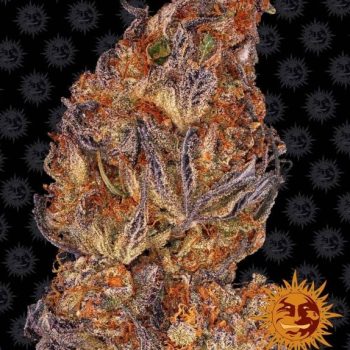 Runtz Auto Feminised (Barneys Farm Seeds)