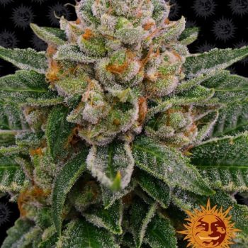 Skywalker OG Auto Feminised (Barneys Farm Seeds)