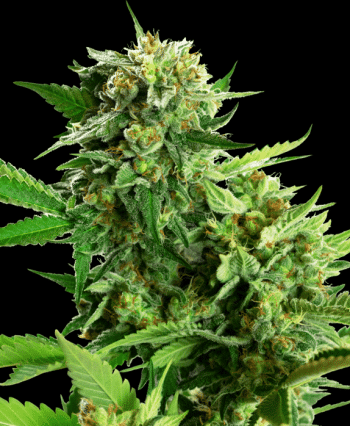 Blackberry Cake Feminized (Sensi Seeds Research)