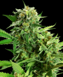 Blackberry Cake Feminized (Sensi Seeds Research)