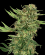 N13 Kush Feminised Seeds (Sensi Seeds Research)