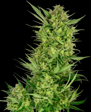 Buttercream Gelato Feminized Seeds (Sensi Seeds Research)