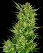 Buttercream Gelato Feminized Seeds (Sensi Seeds Research)