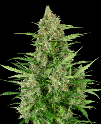 Double Kush Cake Auto (Sensi Seeds Research)