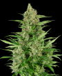 Double Kush Cake Auto (Sensi Seeds Research)