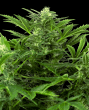 Mandarin Punch Auto (Sensi Seeds Research)