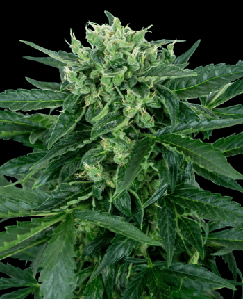 Sensi Amnesia Auto (Sensi Seeds Research)