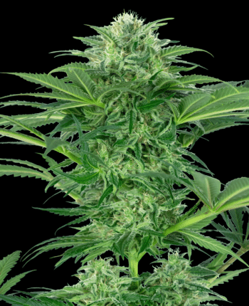 Skunk Dream CBD Feminized (Sensi Seeds Research)