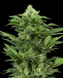 Afghan Pearl CBD Auto (Sensi Seeds Research)