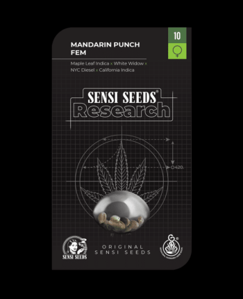 Mandarin Punch Feminised (Sensi Seeds Research)
