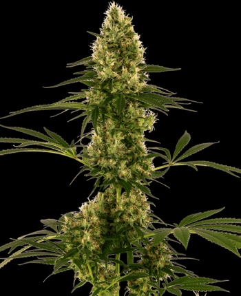 Blue Bullet Auto (Sensi Seeds)