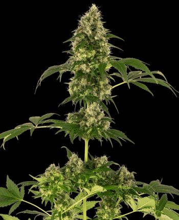 Cobalt Haze Feminised (Sensi Seeds)