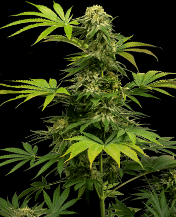 Black Harlequin Feminised (Sensi Seeds)