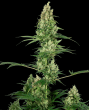 Silver Fire Feminised (Sensi Seeds)