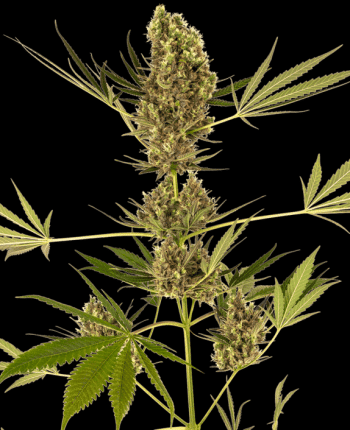 Alpine Delight CBD Auto (Sensi Seeds)