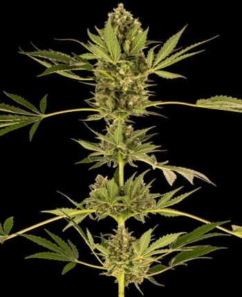 Himalayan CBD Feminised (Sensi Seeds)