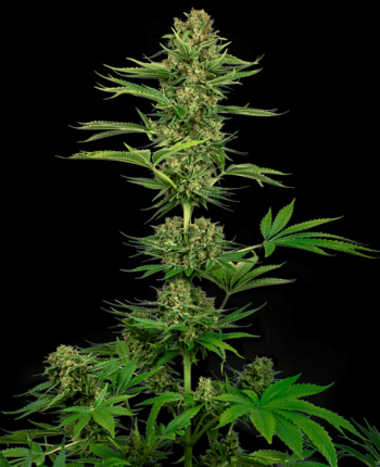 Satin Black Domina CBD Feminised (Sensi Seeds)